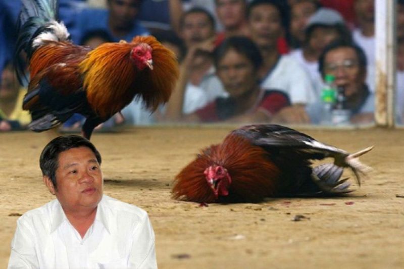 Út Tráng được đích danh là ông chủ của trường gà nổi tiếng tại Campuchia