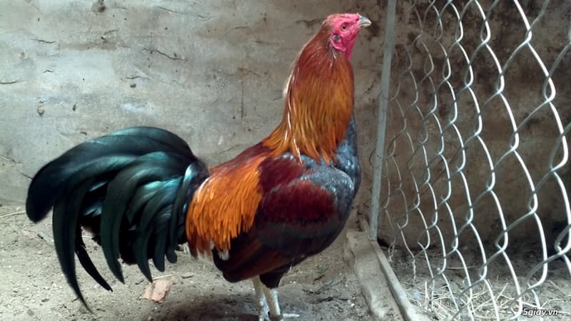 Hướng dẫn cách chăm nuôi gà Peru đúng cách