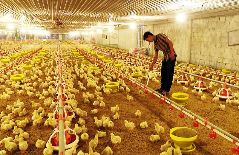 Vệ sinh chuồng trại là bước quan trọng để hạn chế gà bị bệnh