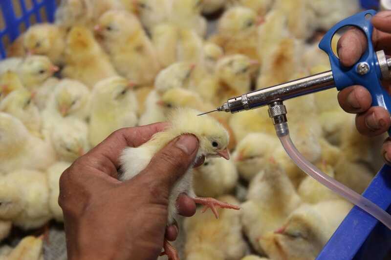 Tiêm vắc xin giúp chủ động phòng các bệnh ở gà hiệu quả