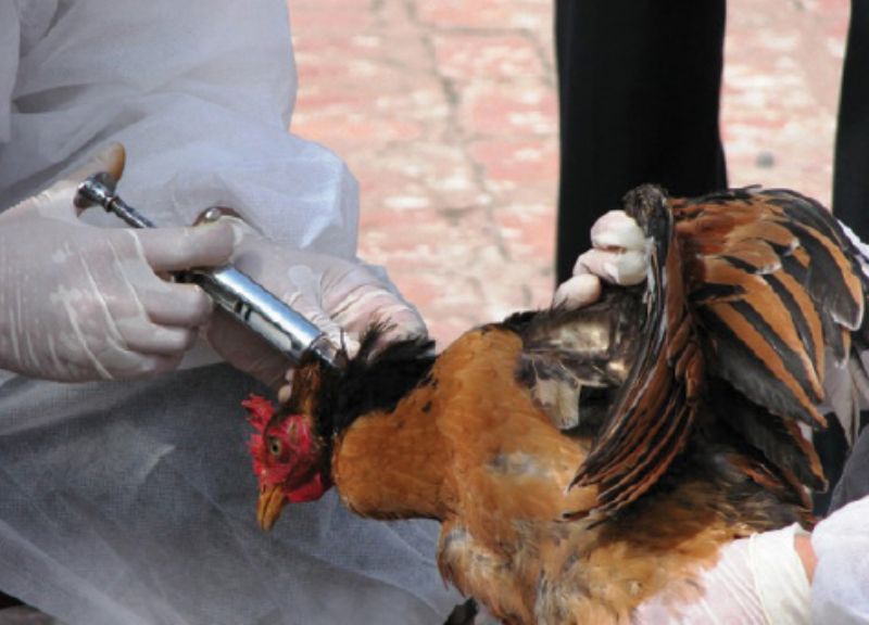 Tiêm vacxin cho gà một cách khoa học và đúng liều lượng theo hướng dẫn