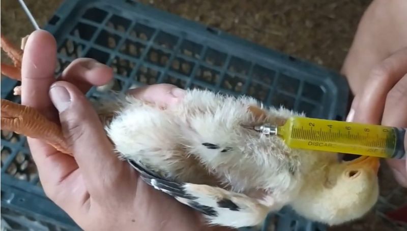 Vacxin loại chết được nhân viên thú y khuyên dùng cho đàn gà