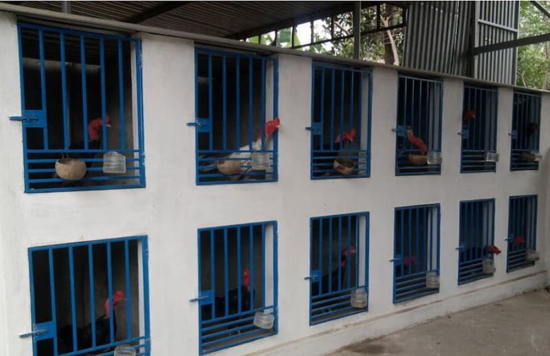 Xây dựng chuồng gà giúp tăng hiệu suất nuôi