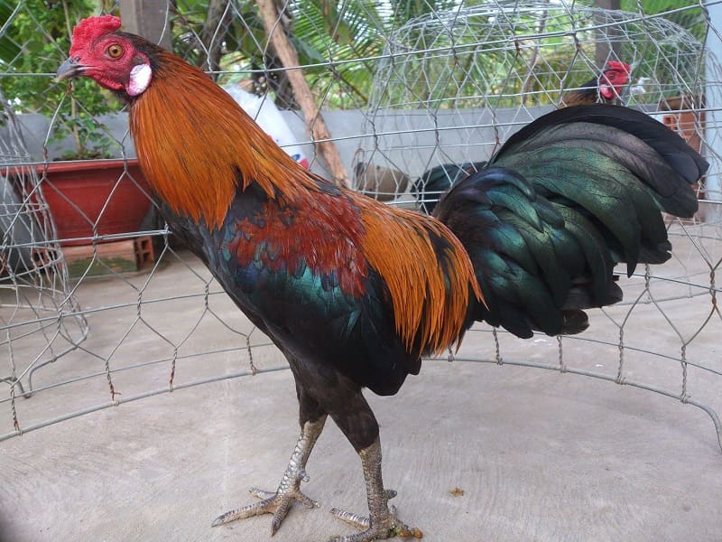 Màu lông và chân gà có mối quan hệ đặc biệt trong màu mạng gà