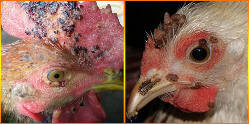 Để tránh việc gà lây bệnh cho những con gà khác chính là tiến hành tiêu hủy gà