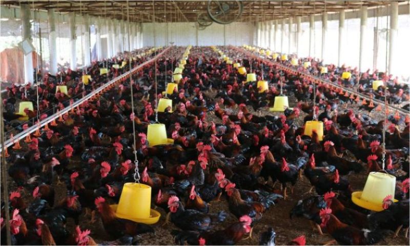 Công ty Dabaco cung cấp đa dạng gà 9 cựa