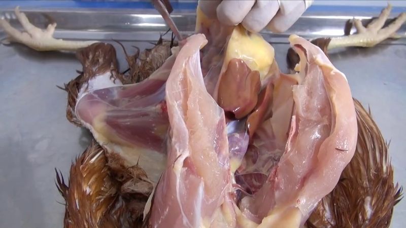 Bệnh Gumboro ảnh hưởng nghiêm trọng đến nội tạng gà