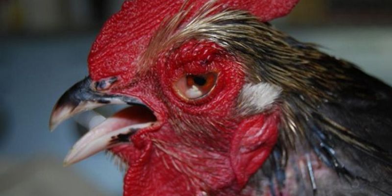 Gà sưng mắt là tình trạng viêm nhiễm ở vùng mắt của gà