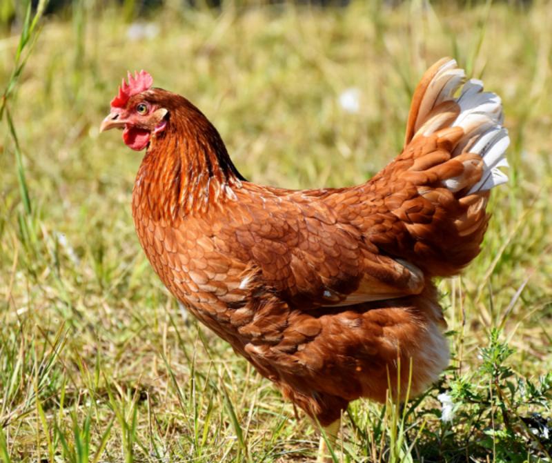  Hiện tượng tiêu chảy ở gà, còn được gọi là gà đi ngoài