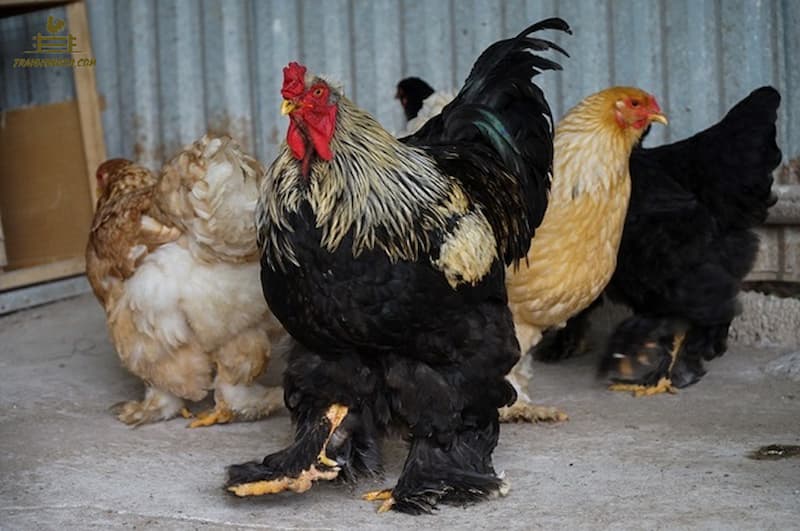 Giá gà Brahma thay đổi tùy theo nguồn gốc, kích thước, tình trạng sức khỏe của gà