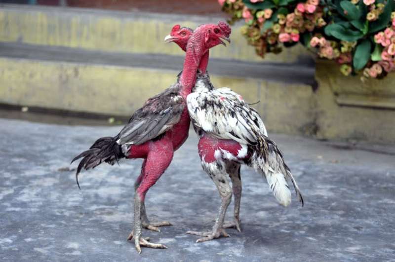 Gà Đòn là một giống gà chọi khá phổ biến ở nước ta