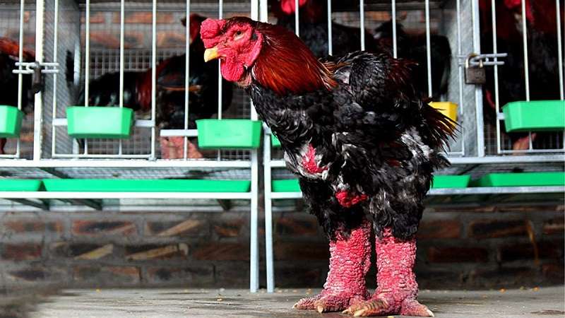 Thông thường gà Đông Cảo trưởng thành có trọng lượng từ 4 đến 6.5kg