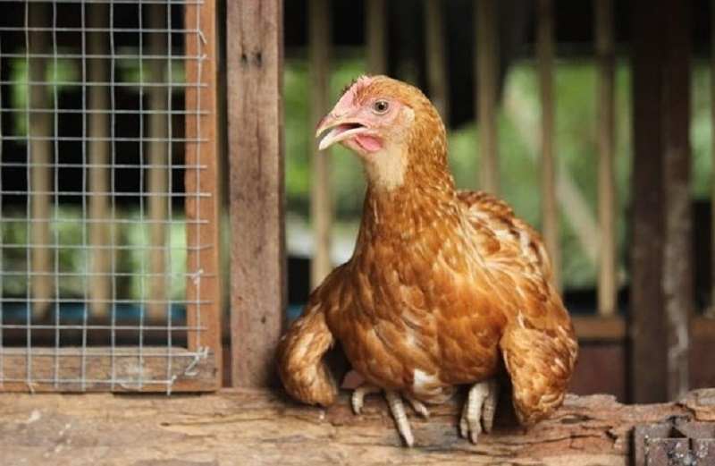 Gà bị há miệng thở dốc là một bệnh phổ biến ở gà.