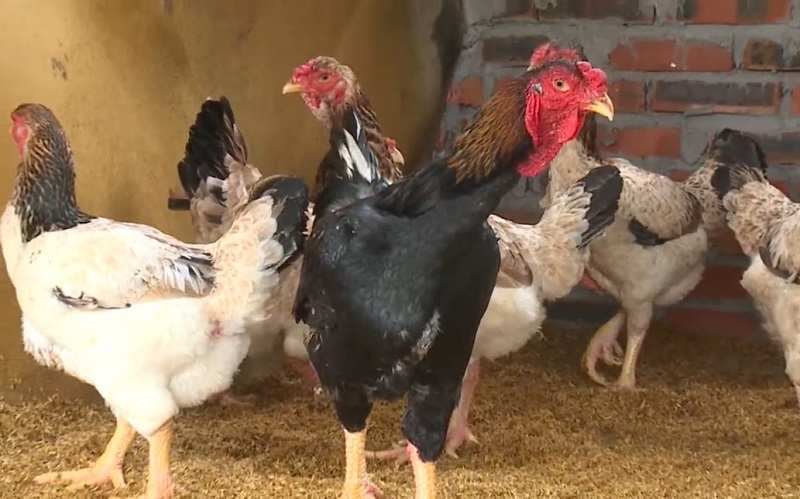 Trọng lượng của gà trống khi trưởng thành từ 4,5 - 5,5 kg