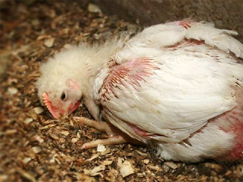 Gà ỉa phân trắng là hiện tượng khi gà thải ra phân có màu trắng