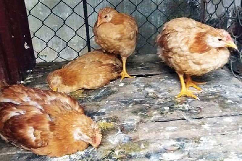 Có thể cho gà sử dụng chế phẩm sinh học để phòng bệnh hiệu quả