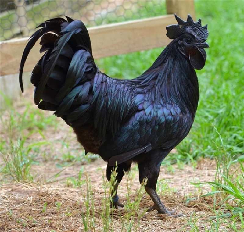 Từ máu, lưỡi, mào của gà đều có màu đen tuyền đặc trưng