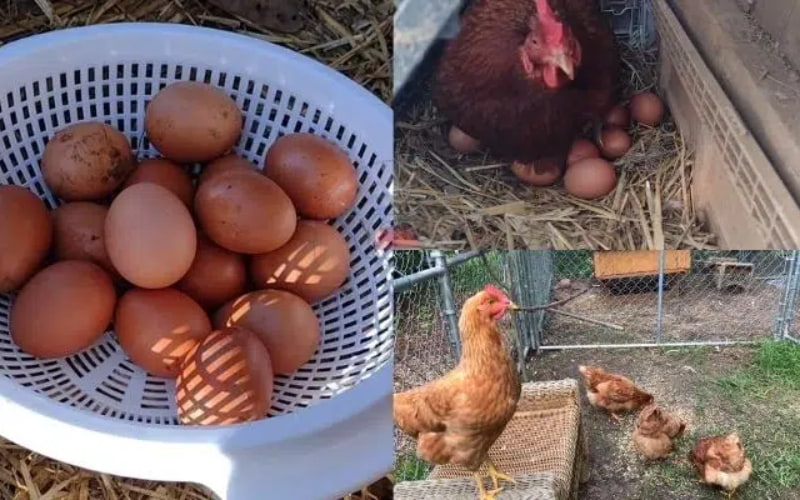 Năng suất đẻ trứng của kê Isa Brown hiện tại tính như thế nào?