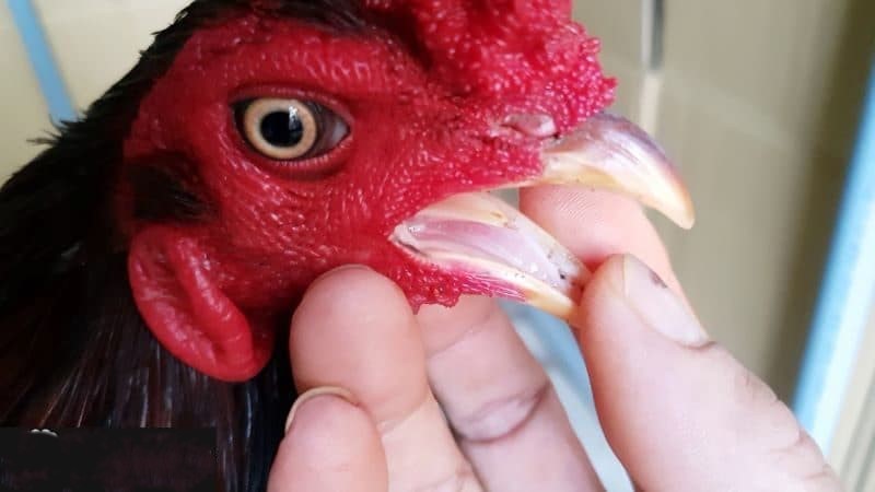 Những đặc điểm nhận diện gà có bớt đen ở lưỡi