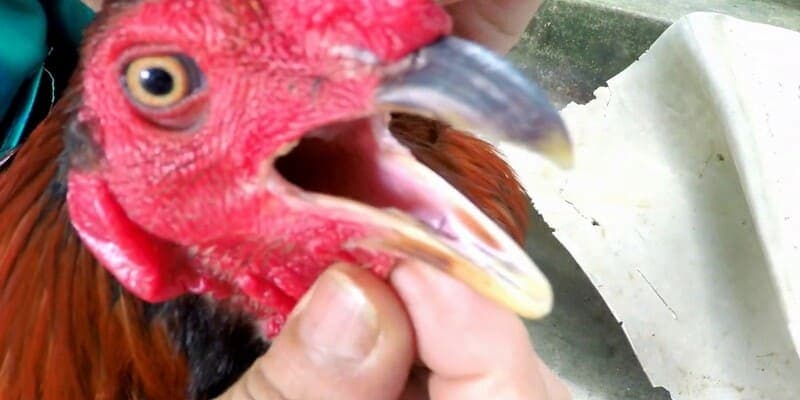 Lưỡi của giống gà này chẻ đôi ra nhìn giống như lưỡi của rắn