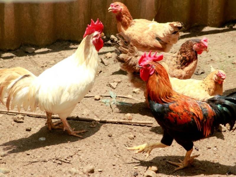 Giống gà này được đánh giá cao về chất lượng thịt và trứng