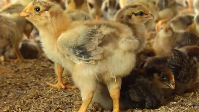 Thuốc úm gà có tác dụng làm tăng sức đề kháng của gà con