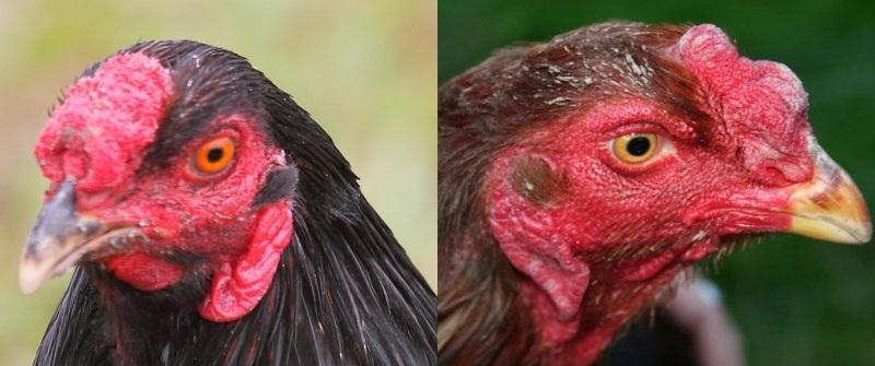Gà mồng lỗ có phần mồng gà nằm trên đầu gà có màu đỏ đặc trưng