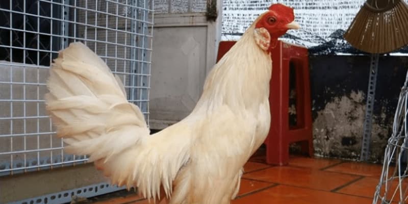 Giống gà này mang một bộ lông trắng đặc trưng