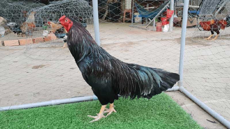 Một giống gà đòn đặc biệt với khả năng ra đòn cực mạnh