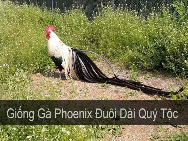 Hình ảnh gà Phoenix