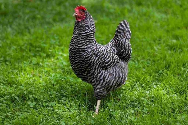 Một giống gà lai xuất xứ từ Hoa Kỳ và có lịch sử lâu đời