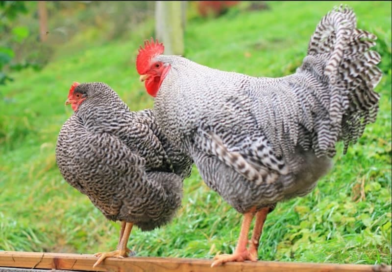 Hình dáng của gà trống và gà mái thuộc giống này khá giống nhau