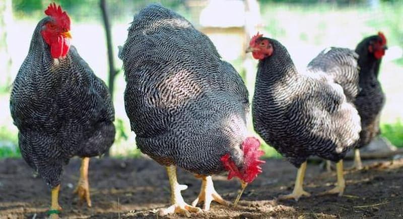Chăm nuôi gà Plymouth Rock cũng giống như các giống gà khác