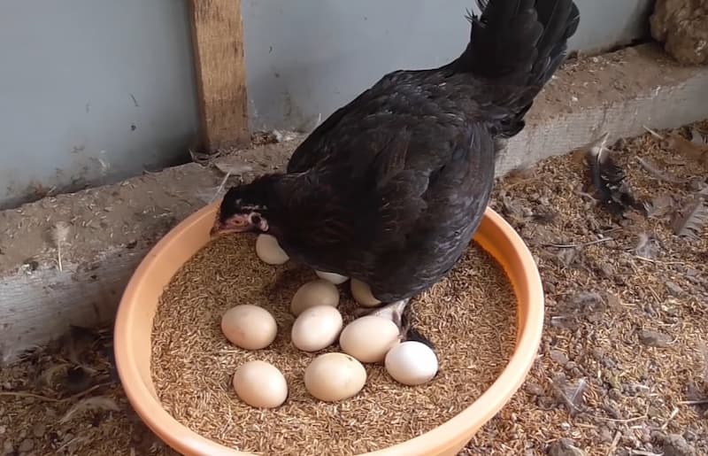 Gà đẻ trứng chất lượng cao