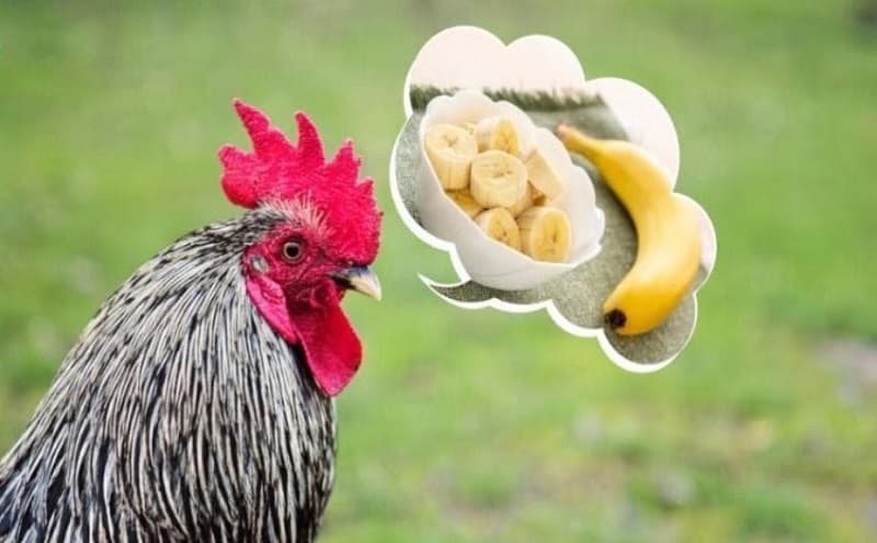 Thức ăn và môi trường cần được đảm bảo sạch sẽ khi nuôi gà