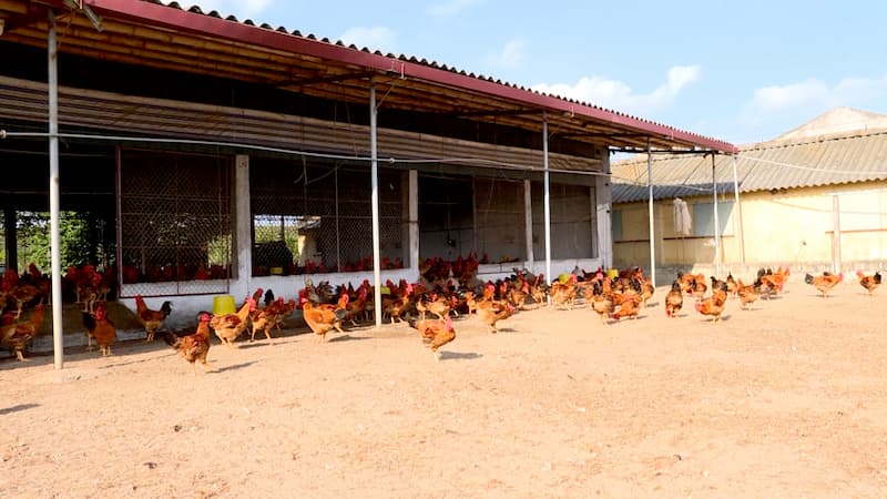 Kích thước chuồng cần đúng chuẩn để gà có môi trường sống tốt