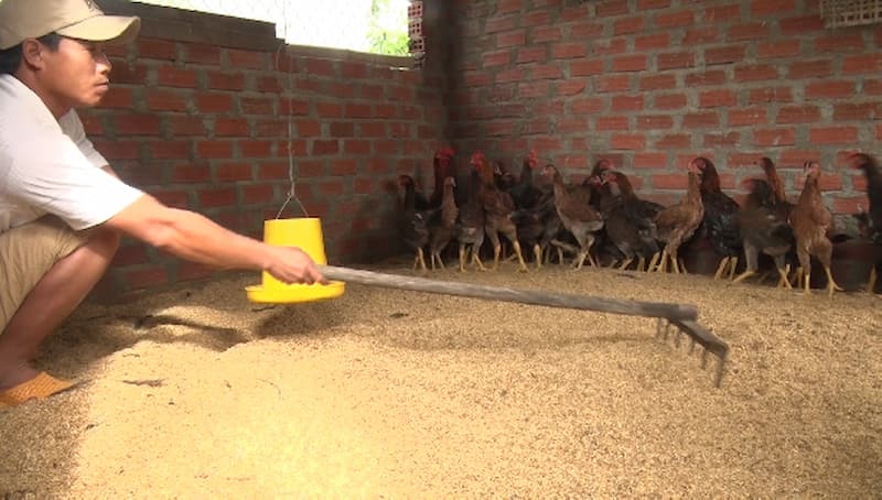 Dọn vệ sinh chuồng nuôi thường xuyên để hạn chế các bệnh ở gà
