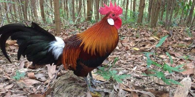 Giống gà này được thuần hóa từ gà rừng