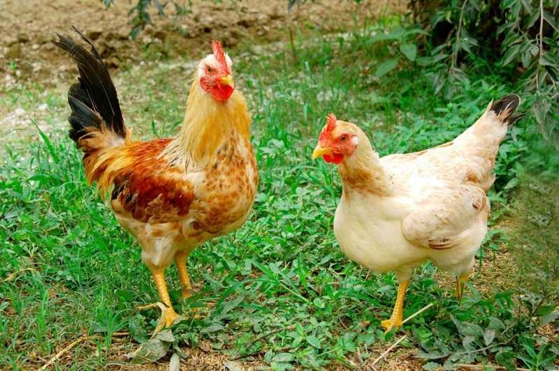 Cần tận dụng các phụ phẩm nông nghiệp trong khẩu phần ăn của gà