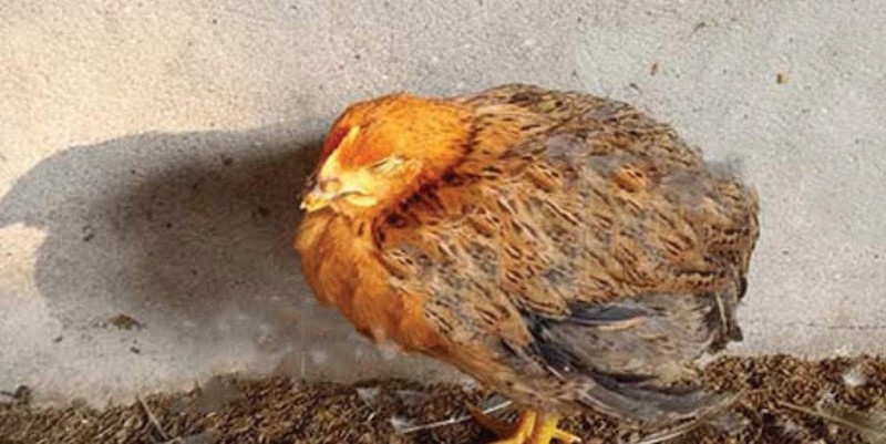 Môi trường sống quan trọng giúp gà không bị mắc bệnh giun ký sinh