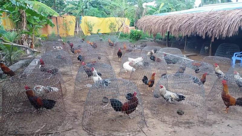 Cách xây dựng trại nuôi gà để đá chuẩn