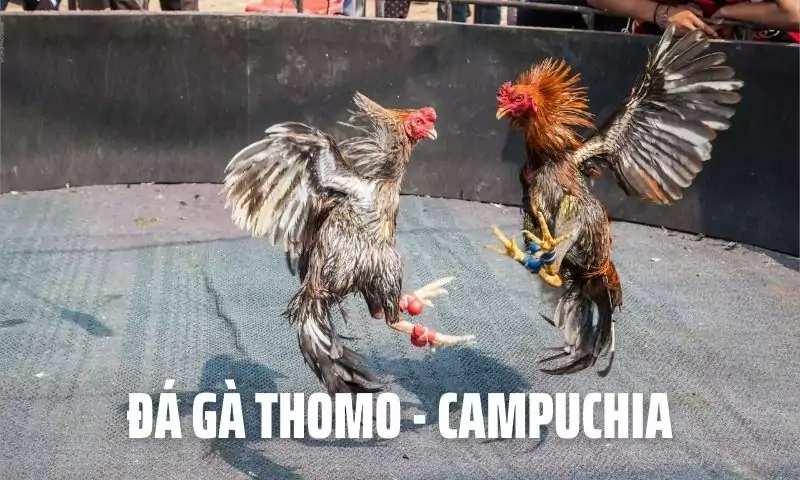 Trường gà Thomo của Campuchia nằm gần ranh giới Đức Huệ – Long An – Việt Nam