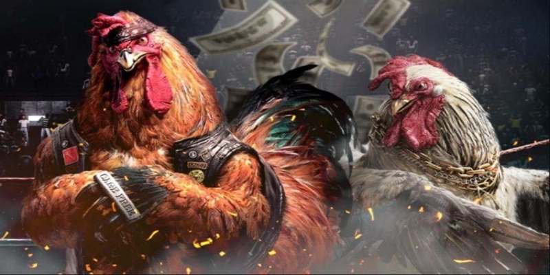 Bắt đá gà mới nhất với hàng chục tỷ đồng tại Quảng Bình