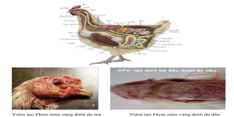 Triệu chứng thường gặp khi gà mắc APV