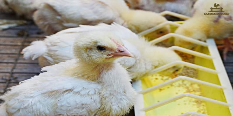 Bệnh ecoli ở gà thường bị lây nhiễm bởi vi khuẩn