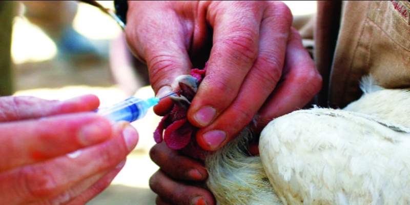 Thực hiện tiêm phòng là cách ngăn ngừa bệnh ecoli trên gà tốt nhất