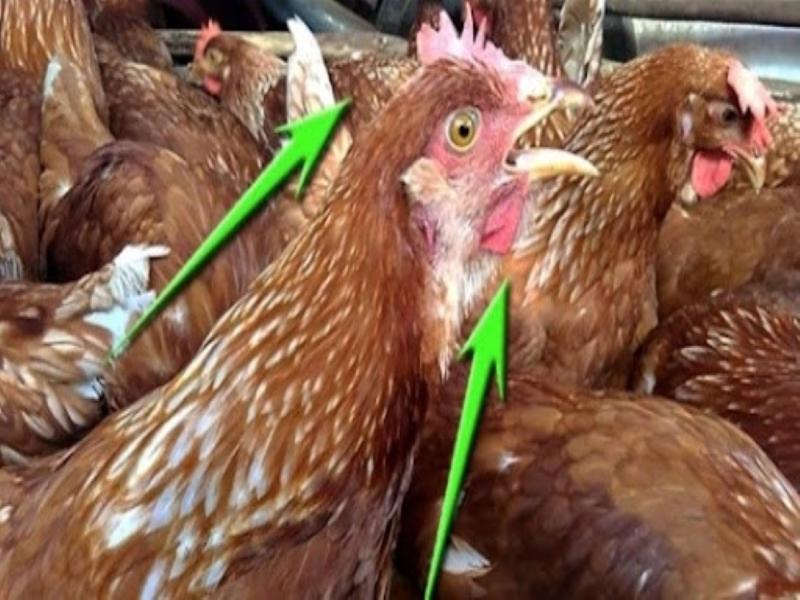 Bệnh IB trên gà gây ra thiệt hại kinh tế vô cùng lớn