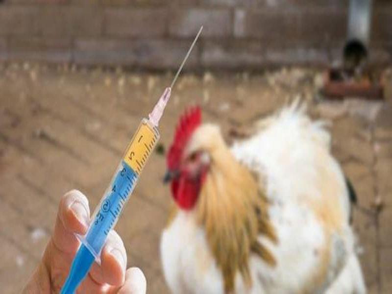 Dùng thuốc kháng sinh để điều trị bệnh IB tại gà