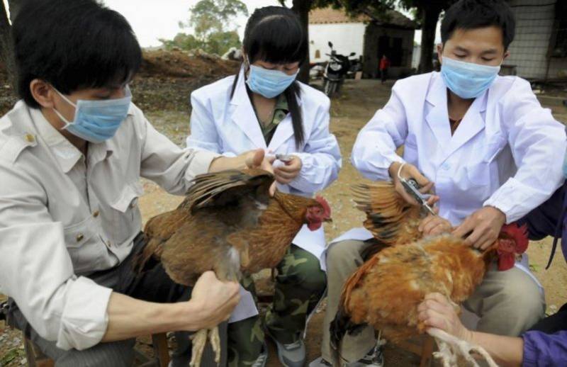 Tiêm vaccine cho gà theo lịch định kỳ từ sở thú y