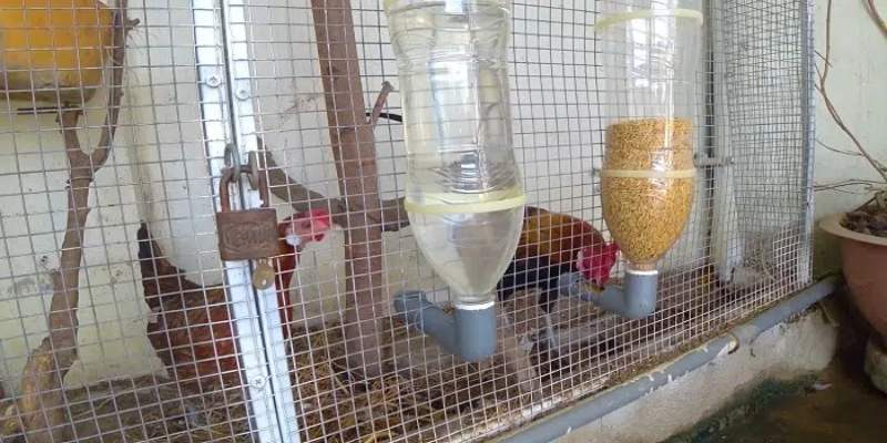 Cung cấp cho gà chọi nguồn nước sạch để đảm bảo sức khỏe 